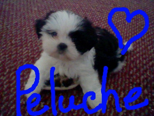Mi peluchito querido
Mi peluchito querido